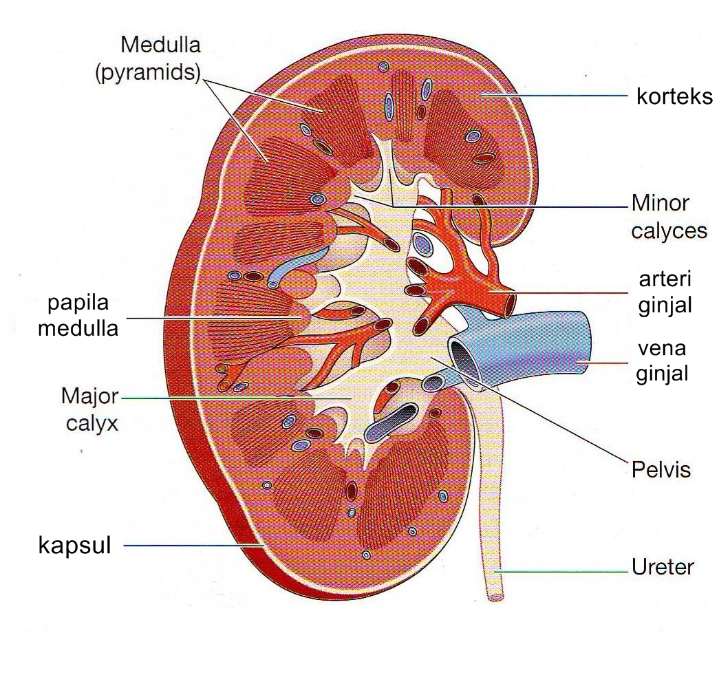 Detail Gambar Sistem Ekskresi Ginjal Nomer 22