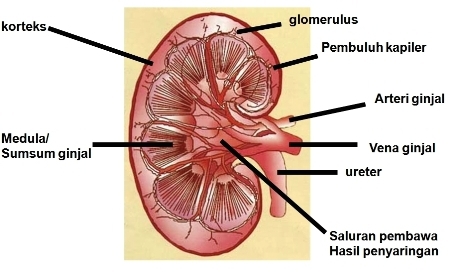 Detail Gambar Sistem Ekskresi Ginjal Nomer 25