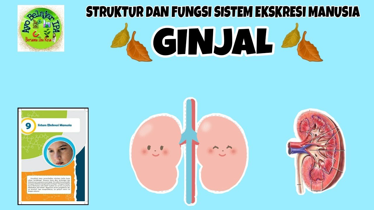 Detail Gambar Sistem Ekskresi Ginjal Nomer 33