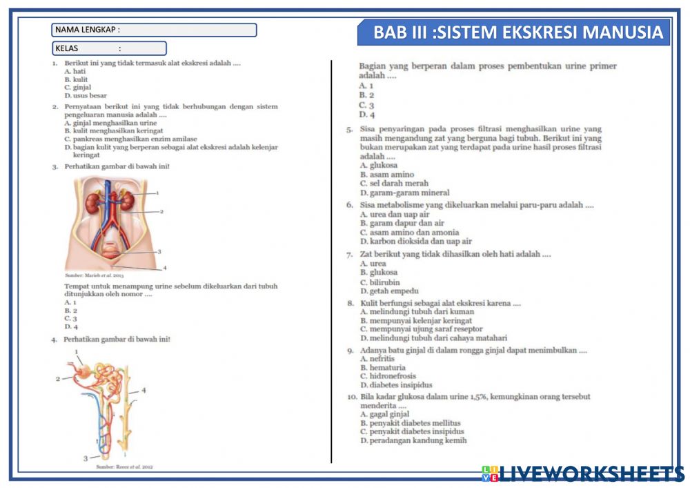 Detail Gambar Sistem Ekskresi Ginjal Nomer 36