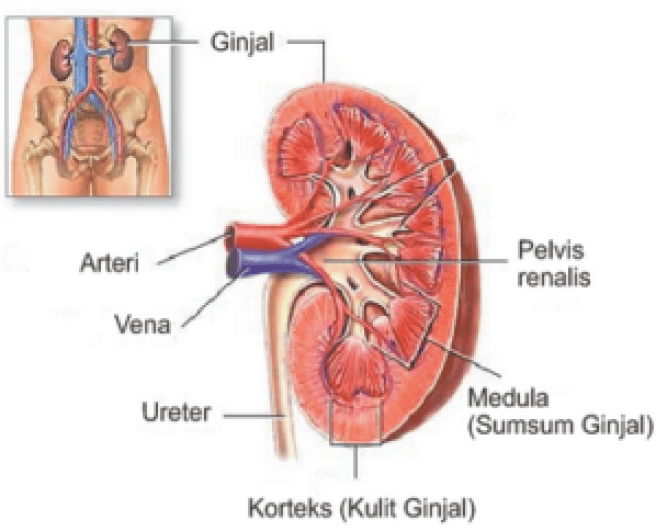 Detail Gambar Sistem Ekskresi Ginjal Nomer 5