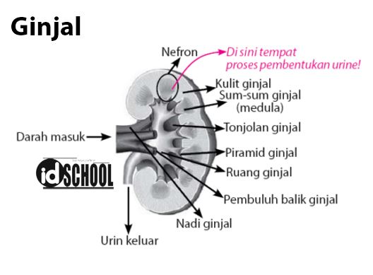 Detail Gambar Sistem Ekskresi Ginjal Nomer 45