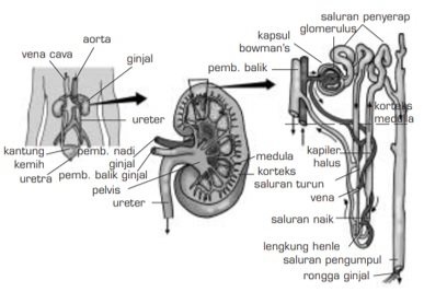 Detail Gambar Sistem Ekskresi Ginjal Nomer 6