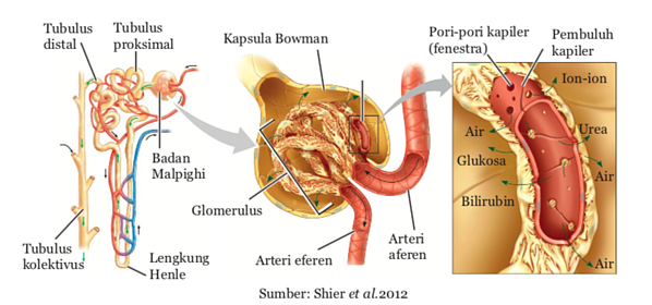 Detail Gambar Sistem Ekskresi Ginjal Nomer 54