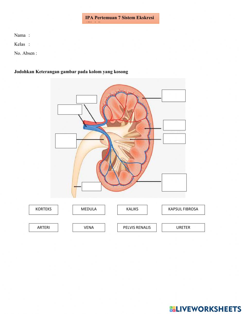 Detail Gambar Sistem Ekskresi Ginjal Nomer 7