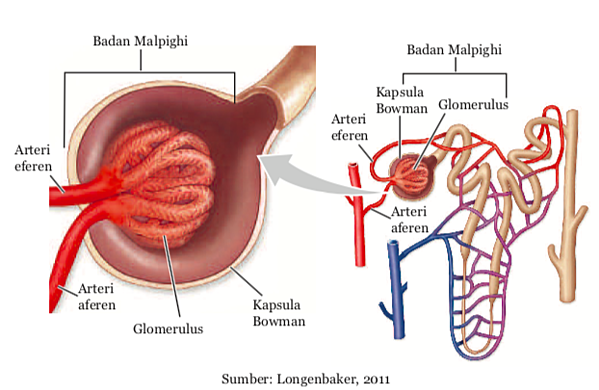 Detail Gambar Sistem Ekskresi Ginjal Nomer 8