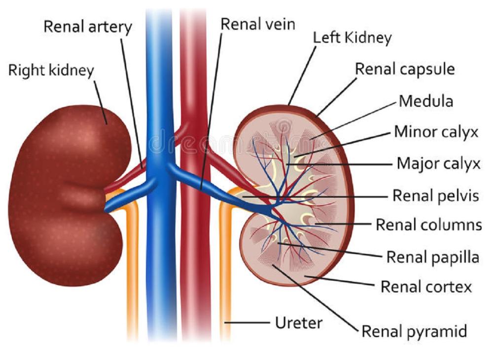 Detail Gambar Sistem Ekskresi Ginjal Nomer 9