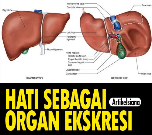 Detail Gambar Sistem Ekskresi Hati Nomer 14