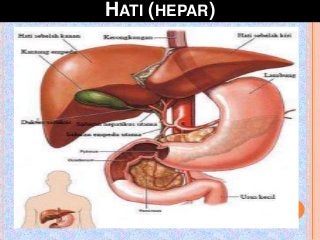 Detail Gambar Sistem Ekskresi Hati Nomer 16