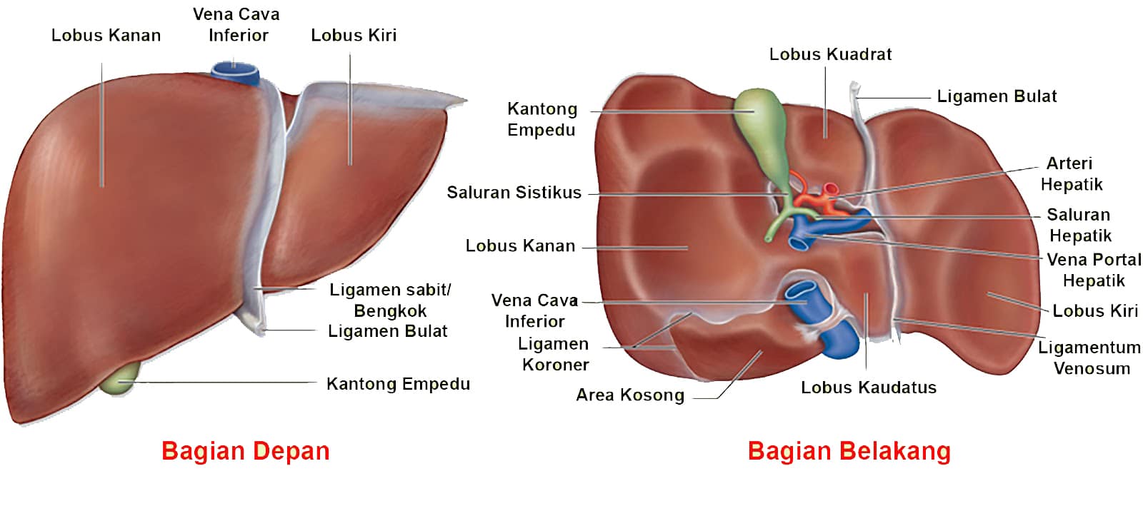 Detail Gambar Sistem Ekskresi Hati Nomer 19