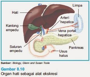 Detail Gambar Sistem Ekskresi Hati Nomer 20