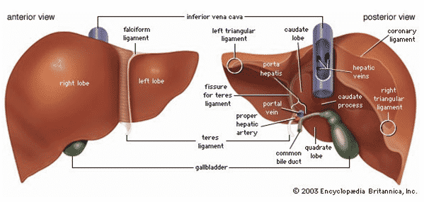 Detail Gambar Sistem Ekskresi Hati Nomer 22