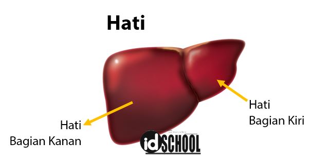 Detail Gambar Sistem Ekskresi Hati Nomer 24