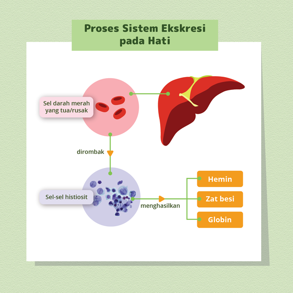 Detail Gambar Sistem Ekskresi Hati Nomer 29