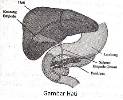 Detail Gambar Sistem Ekskresi Hati Nomer 34