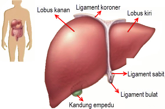 Detail Gambar Sistem Ekskresi Hati Nomer 39