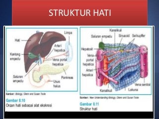 Detail Gambar Sistem Ekskresi Hati Nomer 40