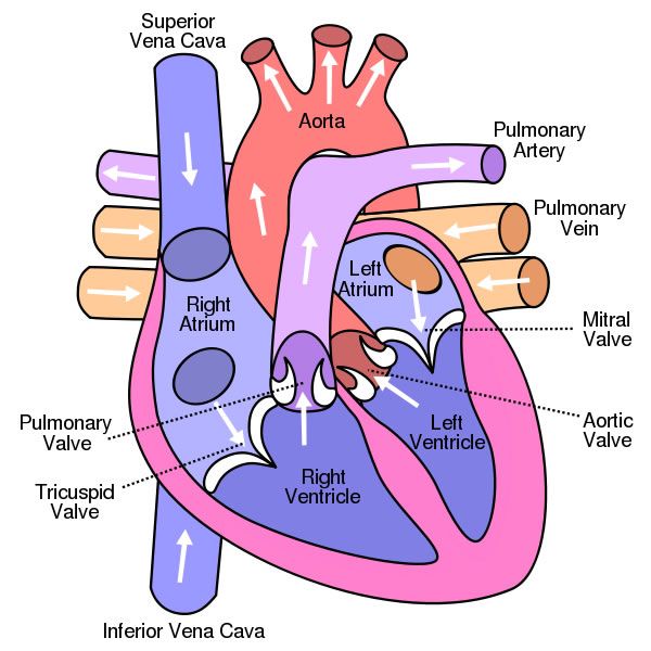 Detail Gambar Sistem Ekskresi Hati Nomer 49