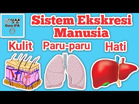 Detail Gambar Sistem Ekskresi Hati Nomer 52