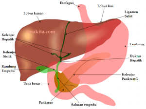 Detail Gambar Sistem Ekskresi Hati Nomer 54