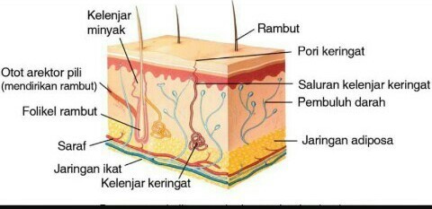 Detail Gambar Sistem Ekskresi Kulit Nomer 19