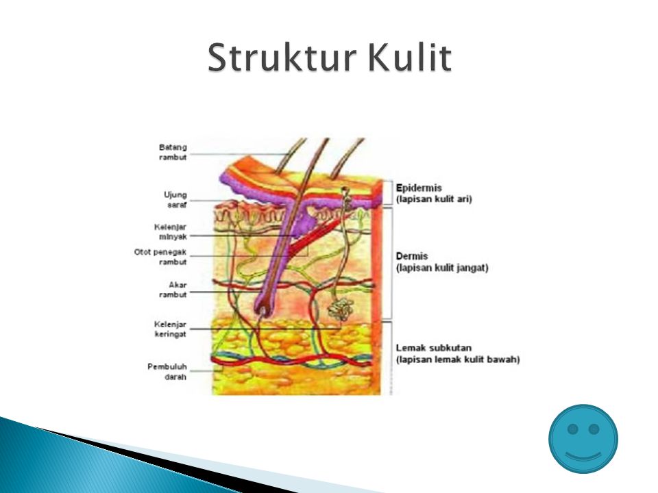 Detail Gambar Sistem Ekskresi Kulit Nomer 29