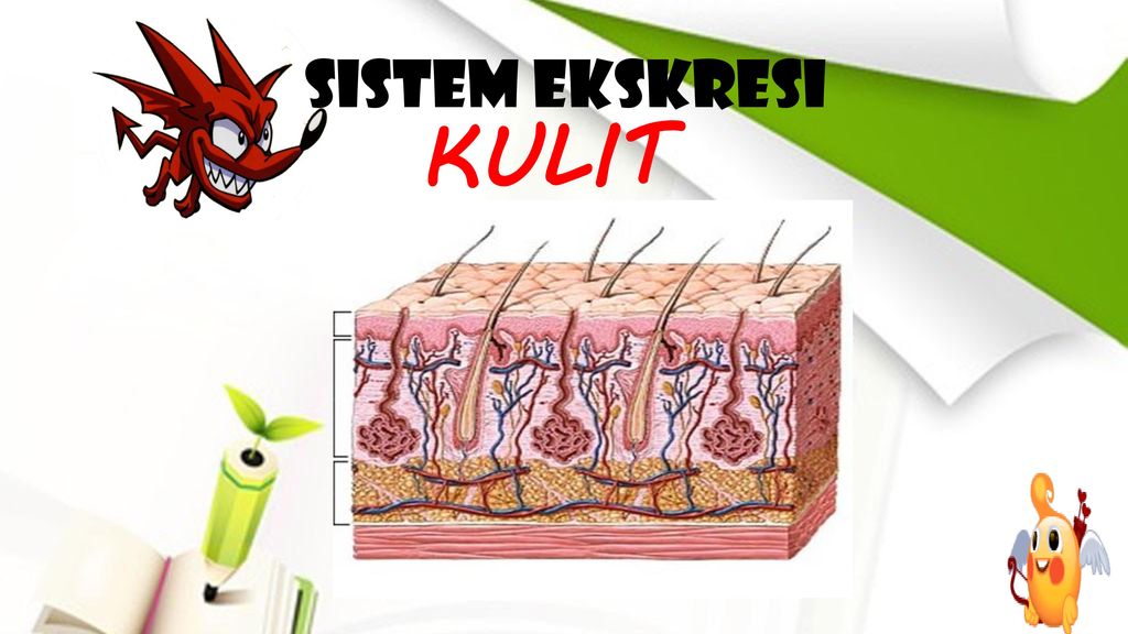 Detail Gambar Sistem Ekskresi Kulit Nomer 34