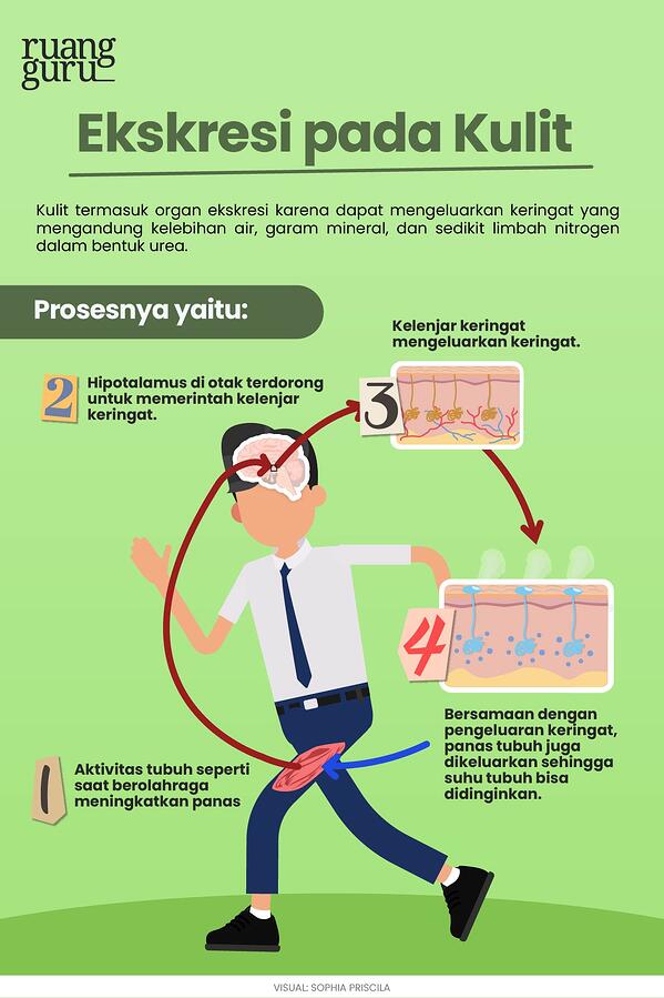 Detail Gambar Sistem Ekskresi Kulit Nomer 39