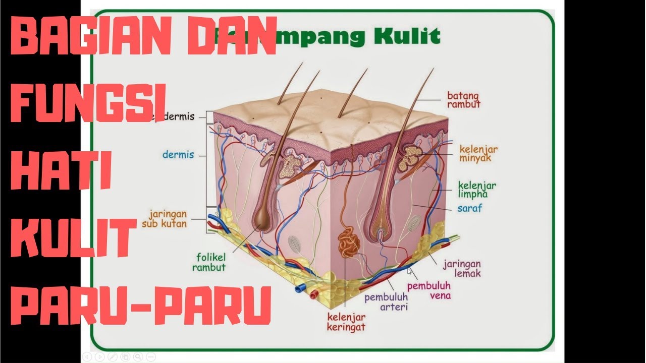 Detail Gambar Sistem Ekskresi Kulit Nomer 47