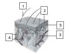 Detail Gambar Sistem Ekskresi Kulit Nomer 48