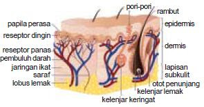 Detail Gambar Sistem Ekskresi Pada Kulit Nomer 30