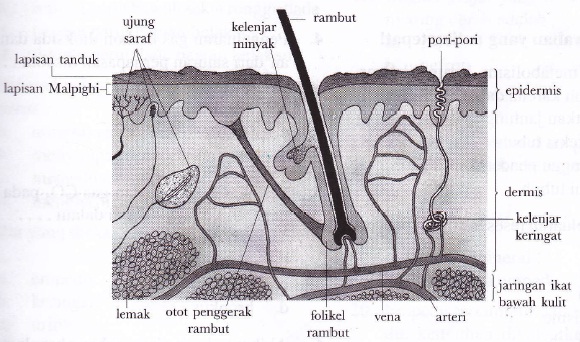 Detail Gambar Sistem Ekskresi Pada Kulit Nomer 31