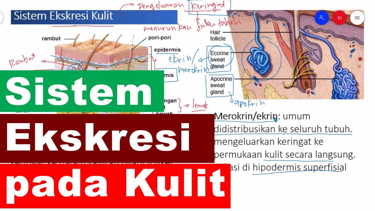 Detail Gambar Sistem Ekskresi Pada Kulit Nomer 34