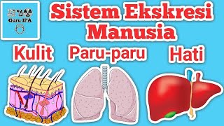 Detail Gambar Sistem Ekskresi Pada Kulit Nomer 42