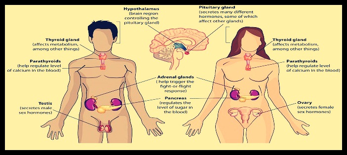 Detail Gambar Sistem Endokrim Nomer 12