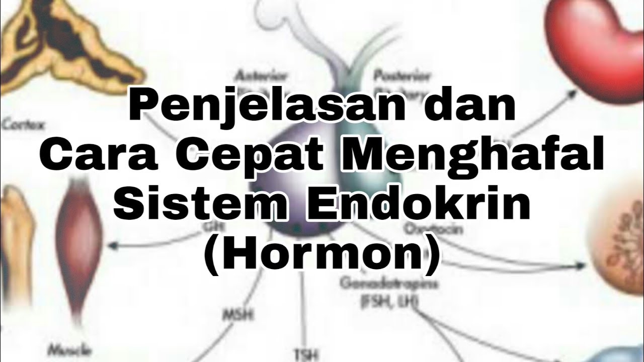 Detail Gambar Sistem Endokrim Nomer 24