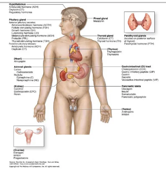 Detail Gambar Sistem Endokrim Nomer 35