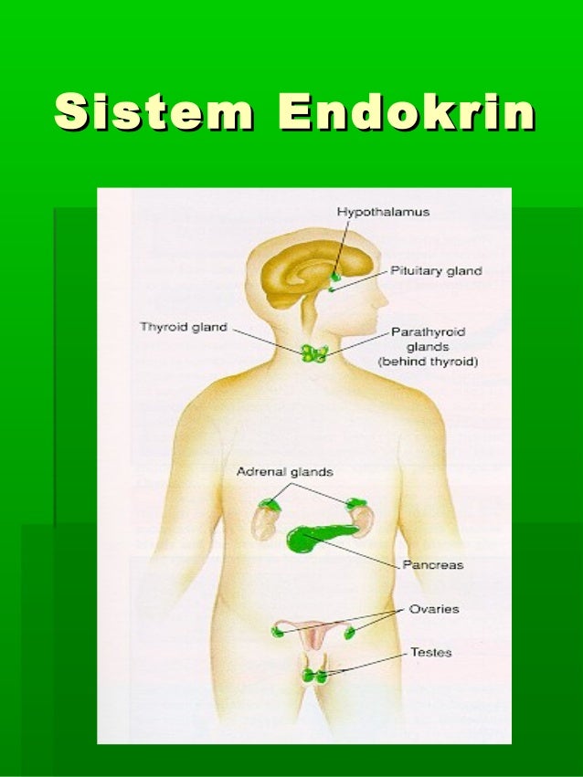 Detail Gambar Sistem Endokrim Nomer 37