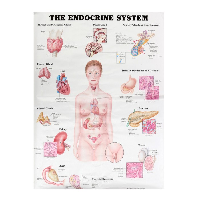 Detail Gambar Sistem Endokrim Nomer 38