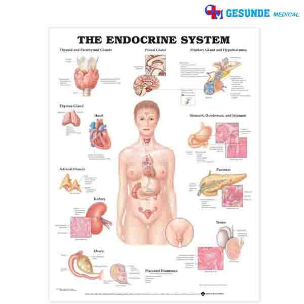 Detail Gambar Sistem Endokrim Nomer 39