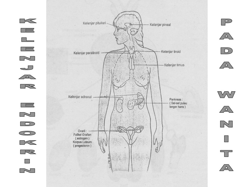 Detail Gambar Sistem Endokrim Nomer 54