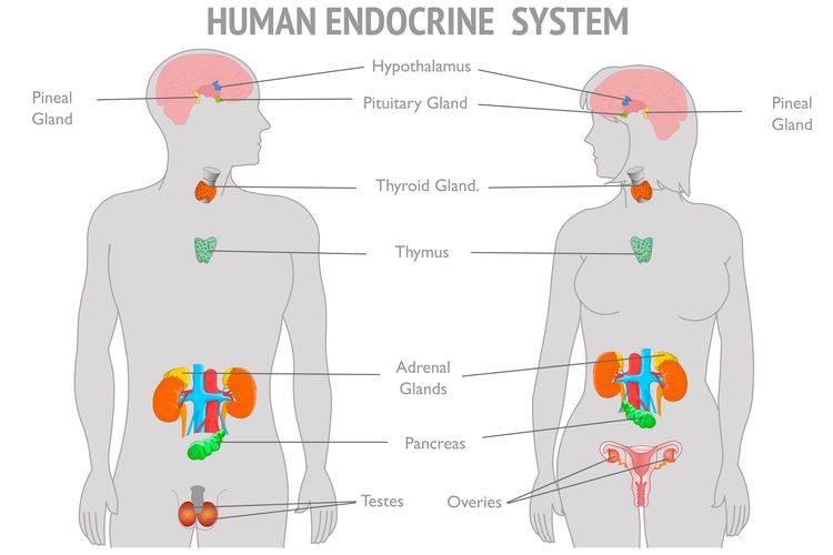 Gambar Sistem Endokrin - KibrisPDR
