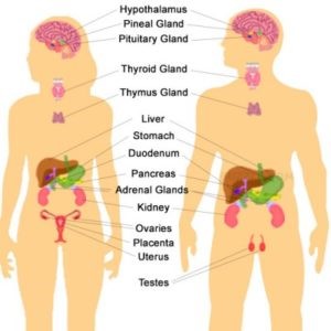 Detail Gambar Sistem Endokrin Nomer 11