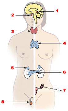 Detail Gambar Sistem Endokrin Nomer 14