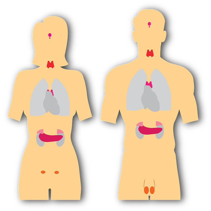 Detail Gambar Sistem Endokrin Nomer 20