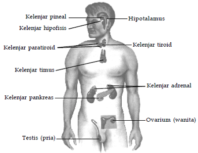 Detail Gambar Sistem Endokrin Nomer 21