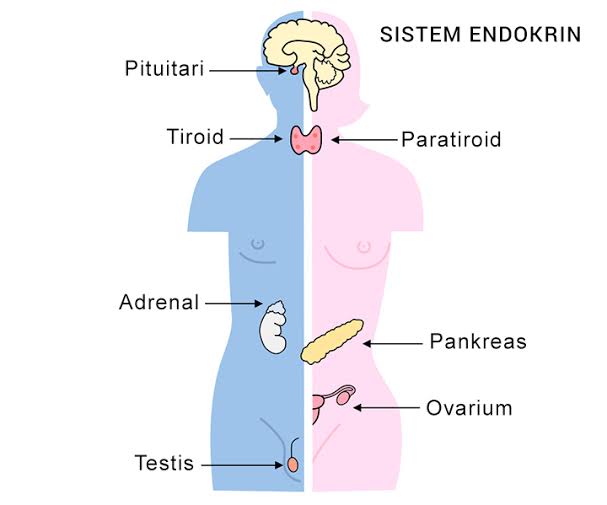 Detail Gambar Sistem Endokrin Nomer 27