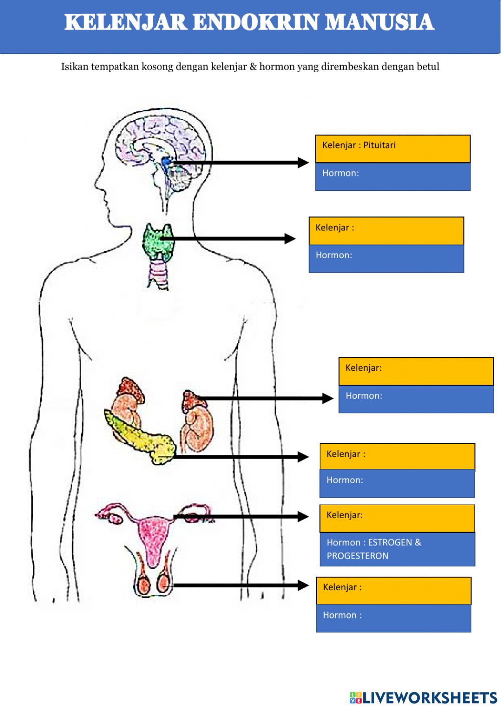 Detail Gambar Sistem Endokrin Nomer 5