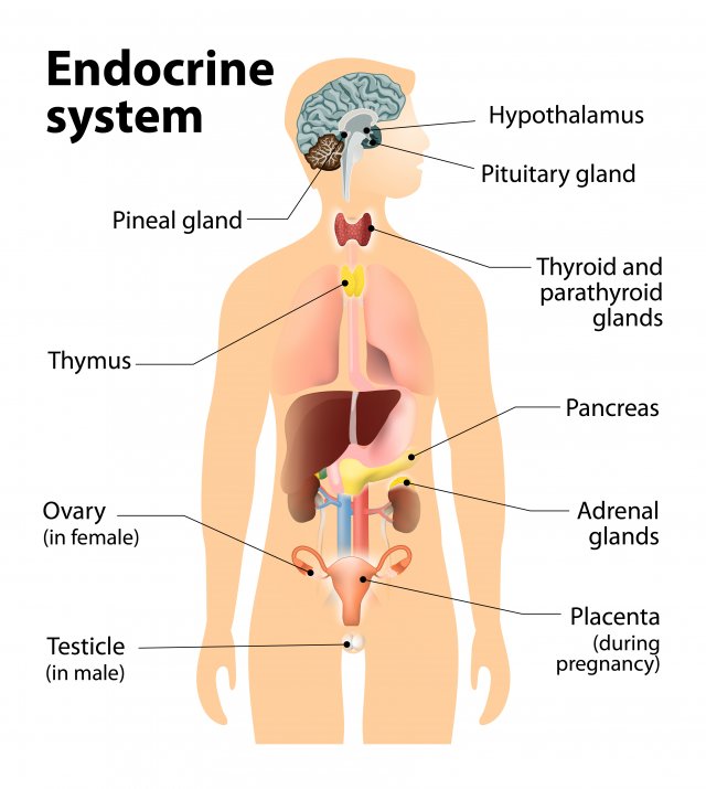 Detail Gambar Sistem Endokrin Nomer 8