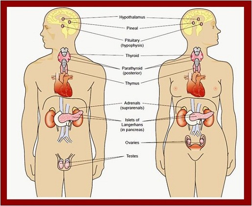 Detail Gambar Sistem Endokrin Nomer 9